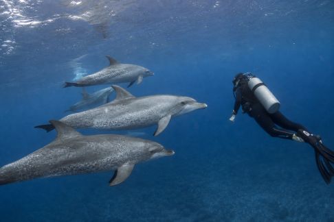 Plongée avec les dauphins : préparer sa première rencontre en milieu naturel
