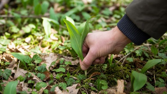 Découverte des plantes comestibles : balades et précautions à prendre