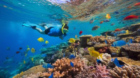 Snorkeling : plongez dans un monde sous-marin fascinant sans bouteille